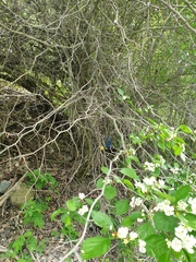 Crataegus acutifolia