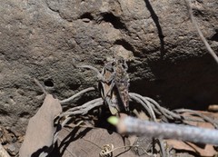 Cyllopsis pertepida pertepida