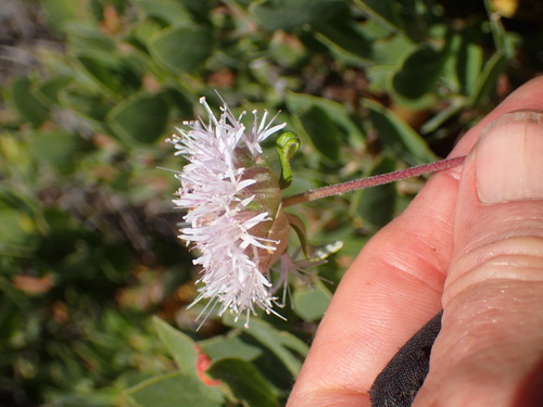 Image of Monardella hypoleuca by (c) George Williams, some rights reserved (CC BY)