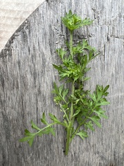Lepidium sativum