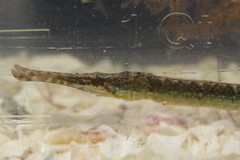 Syngnathus floridae
