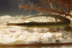 Syngnathus floridae