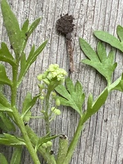 Lepidium sativum