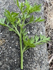 Lepidium sativum