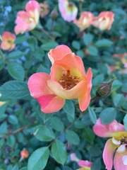 Rosa