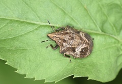 Hotea curculionoides