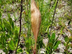 Asclepias michauxii