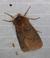 Phragmatobia assimilans