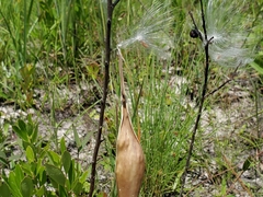 Asclepias michauxii