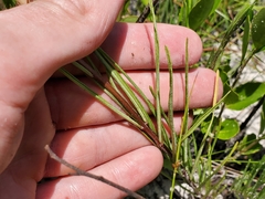 Asclepias michauxii