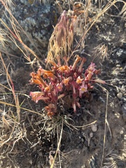 Aphyllon fasciculatum