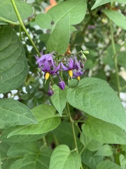 Solanum dulcamara