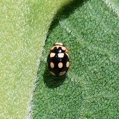 Brachiacantha groendali