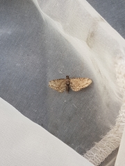 Eupithecia intricata