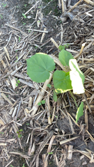 Abutilon theophrasti