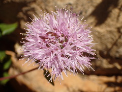 Monardella hypoleuca hypoleuca