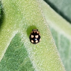 Brachiacantha groendali