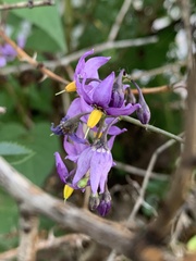 Solanum dulcamara
