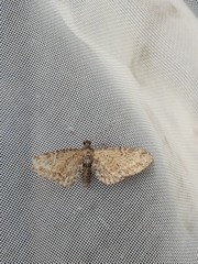 Eupithecia intricata