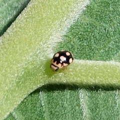 Brachiacantha groendali