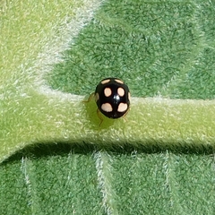 Brachiacantha groendali