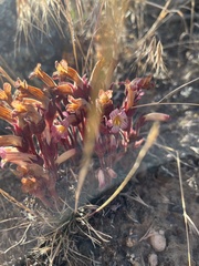 Aphyllon fasciculatum