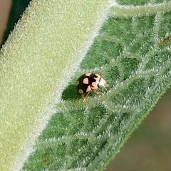 Brachiacantha groendali