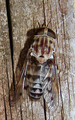 Tabanus cymatophorus