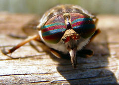 Tabanus cymatophorus