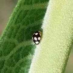 Brachiacantha groendali