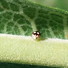 Brachiacantha groendali