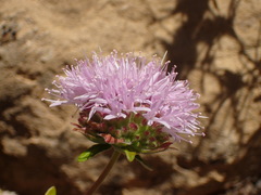 Monardella hypoleuca hypoleuca