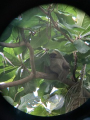 Choloepus hoffmanni