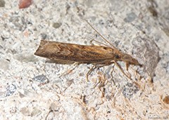 Neodactria caliginosellus