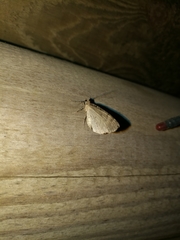 Hydriomena furcata
