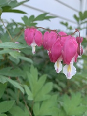 Lamprocapnos spectabilis