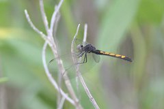 Erythrodiplax berenice