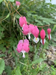 Lamprocapnos spectabilis