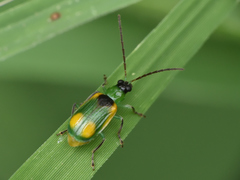 Diabrotica scutellata