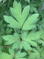 Lamprocapnos spectabilis