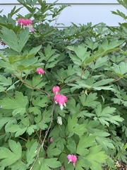 Lamprocapnos spectabilis
