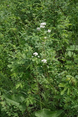 Valeriana rossica