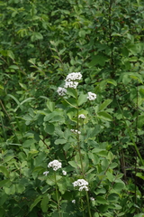 Valeriana rossica
