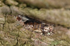 Melanoliarus placitus