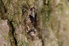 Melanoliarus placitus