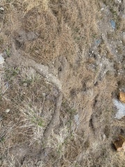 Thomomys monticola