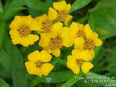 Tagetes lucida