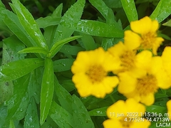 Tagetes lucida