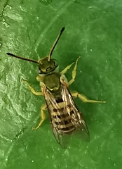 Agapostemon nasutus