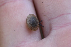 Poecilozonites bermudensis